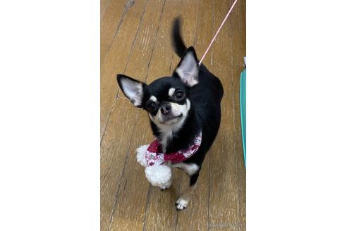クルミちゃん1枚目