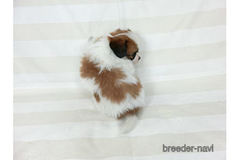 成約済の千葉県のパピヨン-189409の12枚目