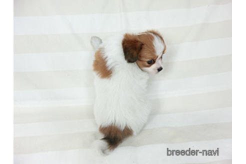 成約済の千葉県のパピヨン-189412の4枚目