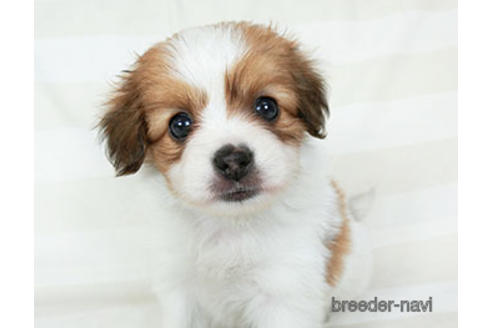 成約済の千葉県のパピヨン-189412の3枚目