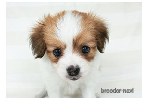 成約済の千葉県のパピヨン-189412の2枚目