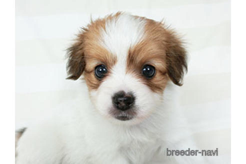 成約済の千葉県のパピヨン-189412の1枚目