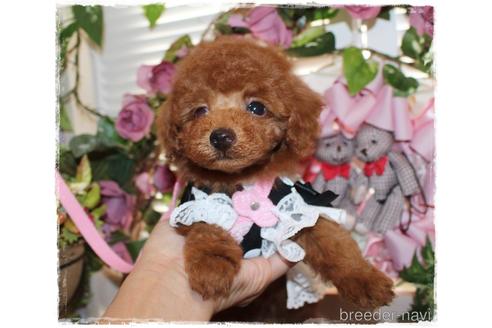 成約済の岡山県のタイニープードル-188423の2枚目