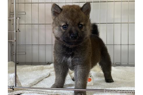 成約済の岡山県の柴犬-184684の1枚目