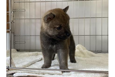 成約済の岡山県の柴犬-184684の3枚目