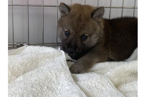 成約済の岡山県の柴犬-184684の2枚目