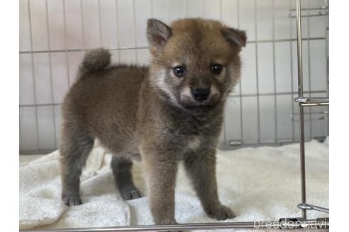 成約済の岡山県の柴犬-190141の1枚目