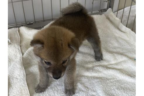 成約済の岡山県の柴犬-190141の5枚目