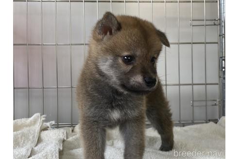 成約済の岡山県の柴犬-190141の4枚目