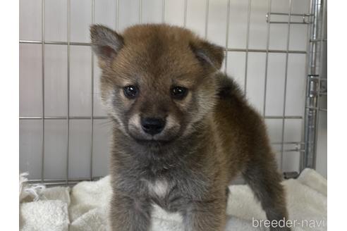 成約済の岡山県の柴犬-190141の3枚目