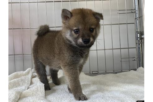 成約済の岡山県の柴犬-190141の2枚目