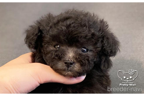 成約済の愛知県のタイニープードル-187601の6枚目