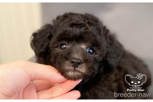 成約済の愛知県のタイニープードル-187603の1枚目