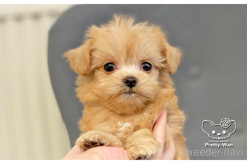 成約済の愛知県のチワプー:チワワ×トイプードル-190145