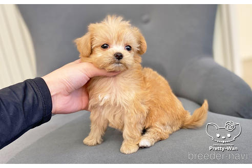 成約済の愛知県のチワプー:チワワ×トイプードル-190145の2枚目