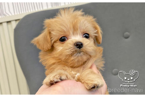 成約済の愛知県のチワプー:チワワ×トイプードル-190145の3枚目