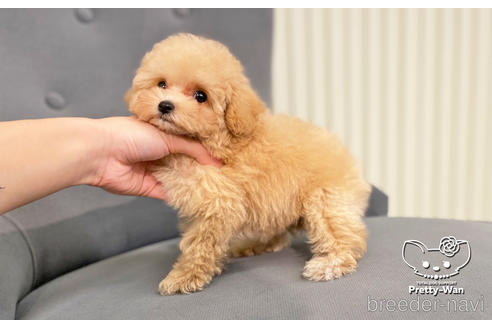 成約済の愛知県のティーカッププードル-190146の3枚目