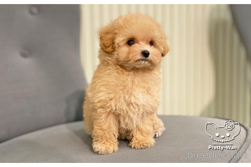 成約済の愛知県のティーカッププードル-190146の2枚目