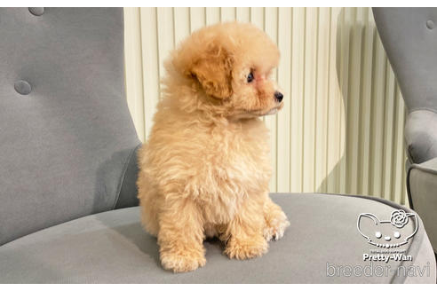 成約済の愛知県のティーカッププードル-190146の4枚目