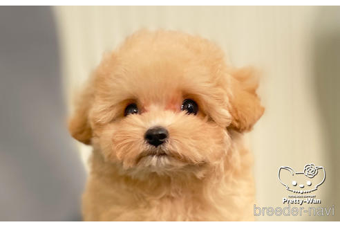 成約済の愛知県のティーカッププードル-190146