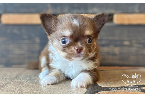 成約済の愛知県のチワワ(ロングコート)-187595
