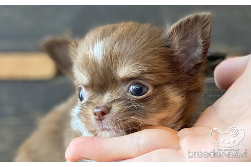 成約済の愛知県のチワワ(ロングコート)-187595の2枚目