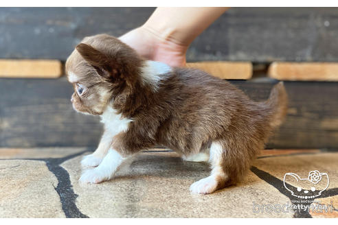 成約済の愛知県のチワワ(ロングコート)-187595の3枚目