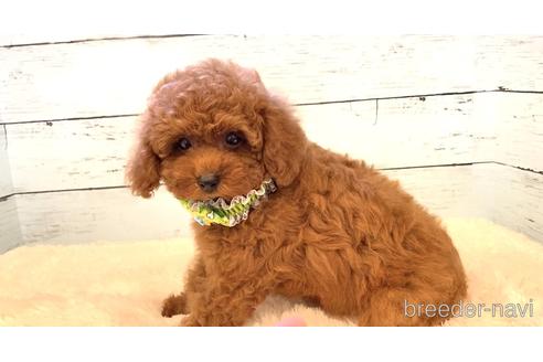 成約済の埼玉県のトイプードル-190182の8枚目