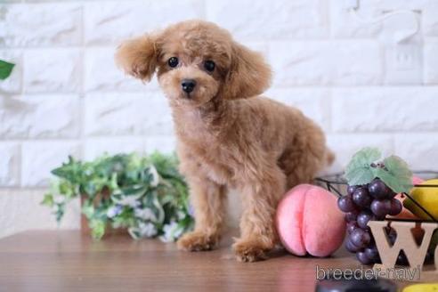 成約済の滋賀県のトイプードル-190183の1枚目