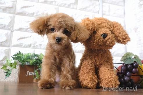 成約済の滋賀県のトイプードル-190183の4枚目