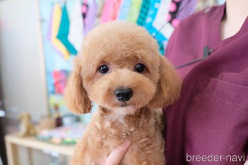 成約済の滋賀県のトイプードル-190183の2枚目