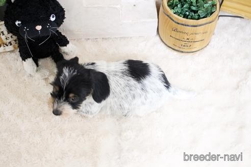 成約済の佐賀県のカニンヘンダックスフンド(ワイヤーヘアード)-190193の2枚目