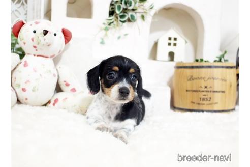 成約済の佐賀県のカニンヘンダックスフンド(ワイヤーヘアード)-190197の1枚目