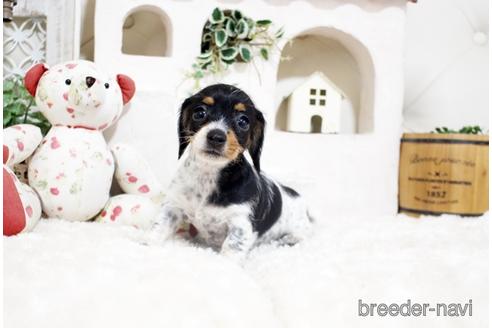 成約済の佐賀県のカニンヘンダックスフンド(ワイヤーヘアード)-190197の5枚目