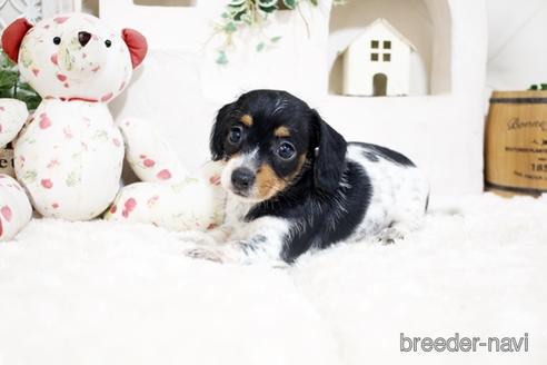 成約済の佐賀県のカニンヘンダックスフンド(ワイヤーヘアード)-190197の4枚目