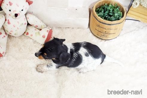成約済の佐賀県のカニンヘンダックスフンド(ワイヤーヘアード)-190197の2枚目