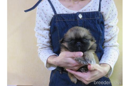 成約済の愛知県のペキニーズ-187308の24枚目