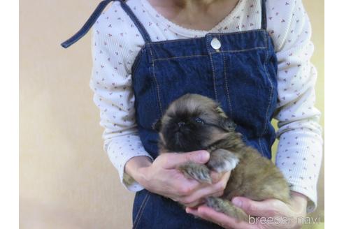 成約済の愛知県のペキニーズ-187308の23枚目