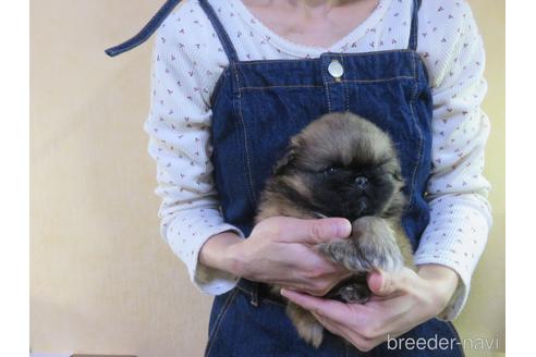 成約済の愛知県のペキニーズ-187308の22枚目