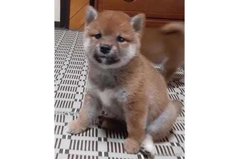 秋田県で柴犬の子犬を探す ブリーダーナビ