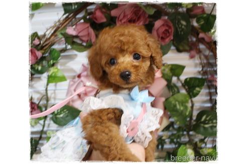 成約済の岡山県のタイニープードル-188416