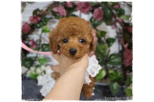 成約済の岡山県のタイニープードル-188416の4枚目