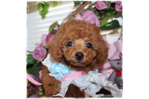 成約済の岡山県のタイニープードル-188416の3枚目