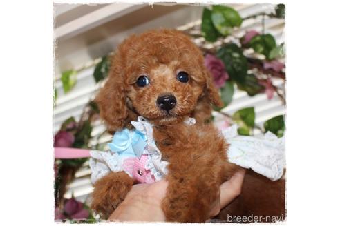 成約済の岡山県のタイニープードル-188416の2枚目