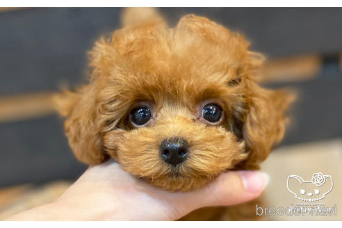 成約済の愛知県のタイニープードル-190234