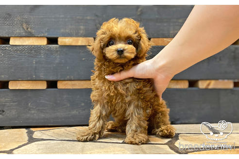 成約済の愛知県のタイニープードル-190234の2枚目