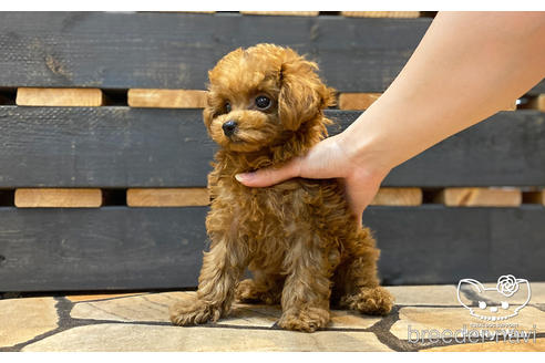 成約済の愛知県のタイニープードル-190234の3枚目