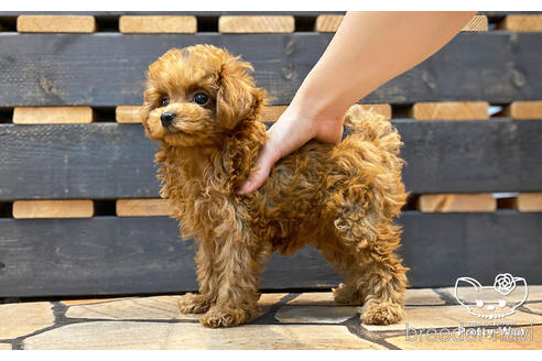 成約済の愛知県のタイニープードル-190234の4枚目