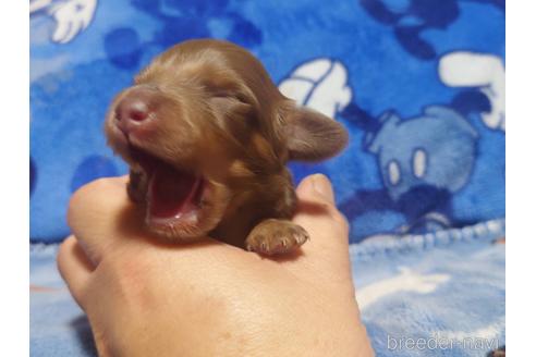 成約済の福岡県のミニチュアダックスフンド(ロングヘアード)-190250の10枚目