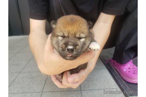 成約済の長崎県の柴犬-190285の2枚目